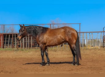 American Quarter Horse, Ruin, 5 Jaar, 150 cm, Grullo