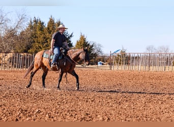 American Quarter Horse, Ruin, 5 Jaar, 150 cm, Grullo