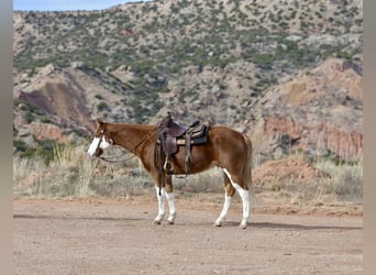 American Quarter Horse, Ruin, 5 Jaar, 150 cm, Overo-alle-kleuren