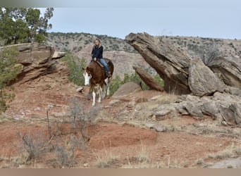 American Quarter Horse, Ruin, 5 Jaar, 150 cm, Overo-alle-kleuren
