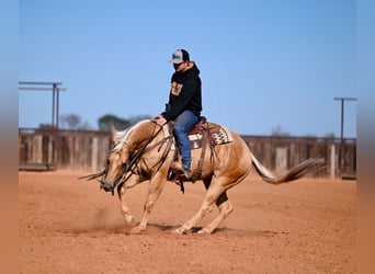 American Quarter Horse, Ruin, 5 Jaar, 150 cm, Palomino