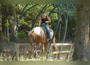 American Quarter Horse, Ruin, 5 Jaar, 150 cm, Palomino