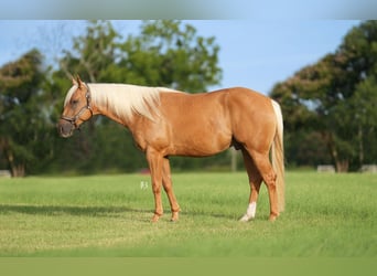 American Quarter Horse, Ruin, 5 Jaar, 150 cm, Palomino