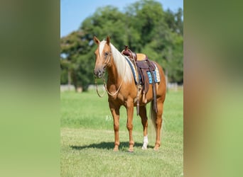 American Quarter Horse, Ruin, 5 Jaar, 150 cm, Palomino