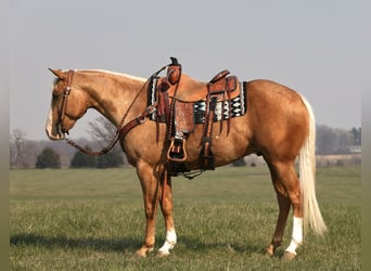 American Quarter Horse, Ruin, 5 Jaar, 150 cm, Palomino