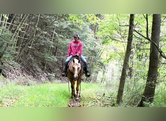 American Quarter Horse, Ruin, 5 Jaar, 150 cm, Palomino