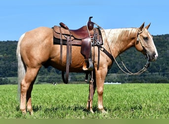 American Quarter Horse, Ruin, 5 Jaar, 150 cm, Palomino