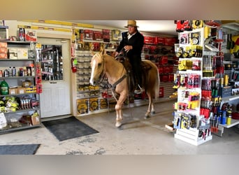 American Quarter Horse, Ruin, 5 Jaar, 150 cm, Palomino