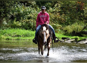 American Quarter Horse, Ruin, 5 Jaar, 150 cm, Palomino