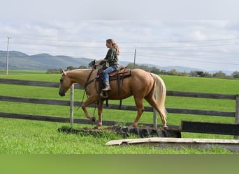 American Quarter Horse, Ruin, 5 Jaar, 150 cm, Palomino