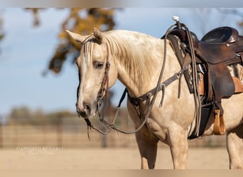 American Quarter Horse, Ruin, 5 Jaar, 150 cm, Palomino