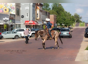 American Quarter Horse, Ruin, 5 Jaar, 150 cm, Roan-Bay