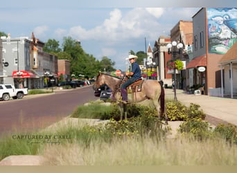 American Quarter Horse, Ruin, 5 Jaar, 150 cm, Roan-Bay