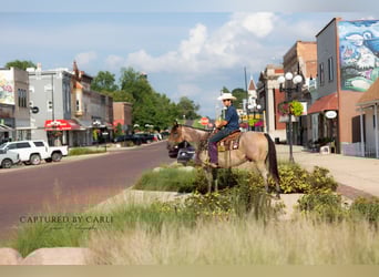 American Quarter Horse, Ruin, 5 Jaar, 150 cm, Roan-Bay
