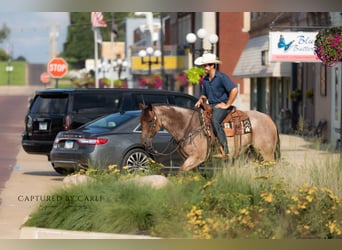 American Quarter Horse, Ruin, 5 Jaar, 150 cm, Roan-Bay