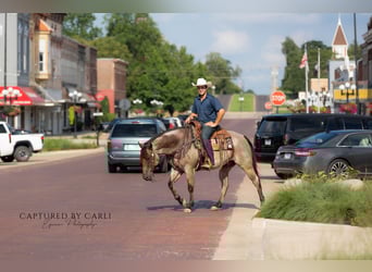 American Quarter Horse, Ruin, 5 Jaar, 150 cm, Roan-Bay