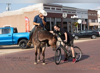 American Quarter Horse, Ruin, 5 Jaar, 150 cm, Roan-Bay