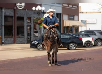 American Quarter Horse, Ruin, 5 Jaar, 150 cm, Roan-Bay