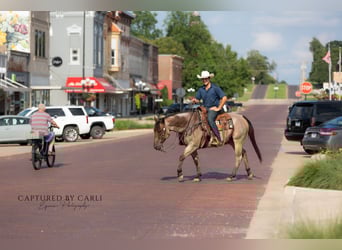 American Quarter Horse, Ruin, 5 Jaar, 150 cm, Roan-Bay