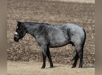 American Quarter Horse, Ruin, 5 Jaar, 150 cm, Roan-Blue