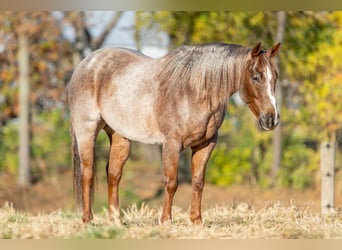 American Quarter Horse, Ruin, 5 Jaar, 150 cm, Roan-Red