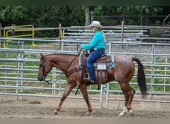 American Quarter Horse, Ruin, 5 Jaar, 150 cm, Roan-Red