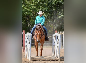 American Quarter Horse, Ruin, 5 Jaar, 150 cm, Roan-Red