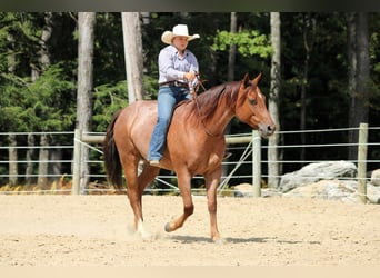 American Quarter Horse, Ruin, 5 Jaar, 150 cm, Roan-Red