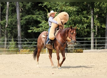 American Quarter Horse, Ruin, 5 Jaar, 150 cm, Roan-Red