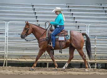 American Quarter Horse, Ruin, 5 Jaar, 150 cm, Roan-Red