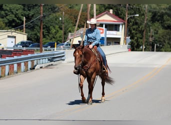 American Quarter Horse, Ruin, 5 Jaar, 150 cm, Roan-Red