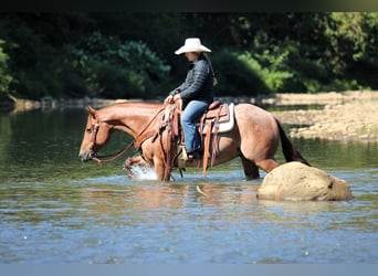 American Quarter Horse, Ruin, 5 Jaar, 150 cm, Roan-Red
