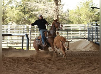 American Quarter Horse, Ruin, 5 Jaar, 150 cm, Roan-Red
