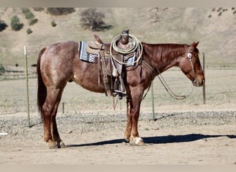 American Quarter Horse, Ruin, 5 Jaar, 150 cm, Roan-Red