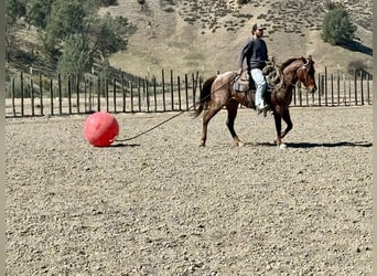 American Quarter Horse, Ruin, 5 Jaar, 150 cm, Roan-Red