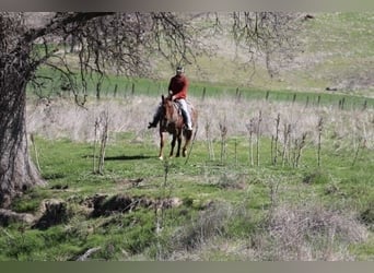 American Quarter Horse, Ruin, 5 Jaar, 150 cm, Roan-Red