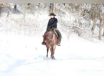 American Quarter Horse, Ruin, 5 Jaar, 150 cm, Roan-Red