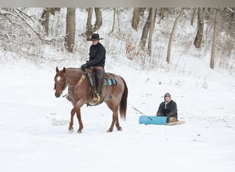 American Quarter Horse, Ruin, 5 Jaar, 150 cm, Roan-Red