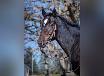 American Quarter Horse, Ruin, 5 Jaar, 150 cm, Roodbruin