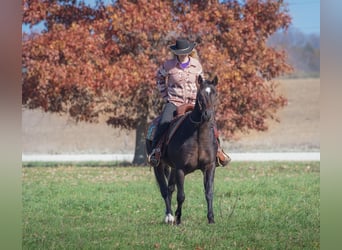 American Quarter Horse, Ruin, 5 Jaar, 150 cm, Roodbruin