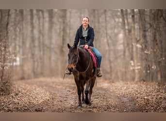 American Quarter Horse, Ruin, 5 Jaar, 150 cm, Roodbruin