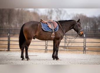 American Quarter Horse, Ruin, 5 Jaar, 150 cm, Roodbruin