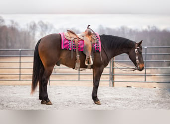 American Quarter Horse, Ruin, 5 Jaar, 150 cm, Roodbruin