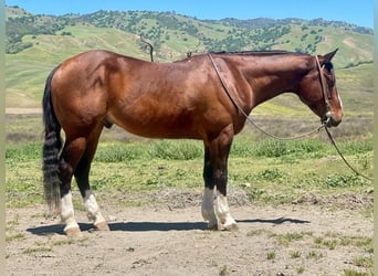 American Quarter Horse, Ruin, 5 Jaar, 150 cm, Roodbruin