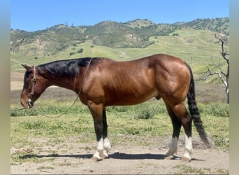 American Quarter Horse, Ruin, 5 Jaar, 150 cm, Roodbruin