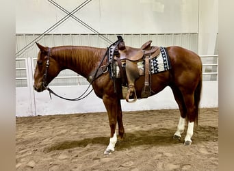 American Quarter Horse, Ruin, 5 Jaar, 150 cm, Roodvos