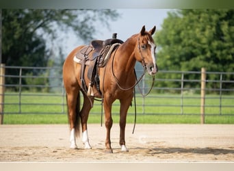 American Quarter Horse, Ruin, 5 Jaar, 150 cm, Roodvos