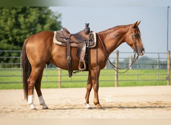 American Quarter Horse, Ruin, 5 Jaar, 150 cm, Roodvos