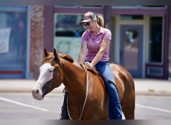 American Quarter Horse Mix, Ruin, 5 Jaar, 150 cm, Roodvos