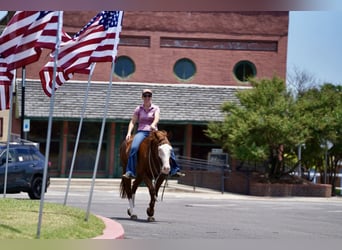 American Quarter Horse Mix, Ruin, 5 Jaar, 150 cm, Roodvos